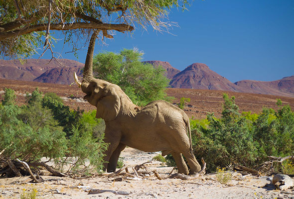 Selbstfahrer-Safari nach Namibia-Preise