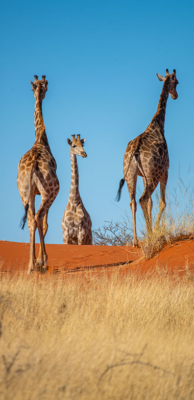 Explore-Namibia-organised-self-drive-holidays-safari-Rates-13