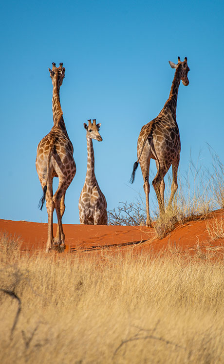 Explore-Namibia-organised-self-drive-holidays-safari-Rates-14