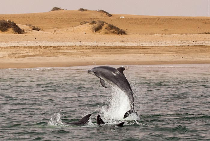 Namibia-Privat-geführte-Safari-Stretched-Land-Cruiser-Boat-Safari-dolphins