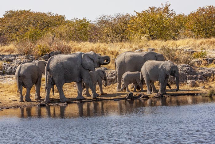 Namibia-Privat geführte Safari-Etosha-National-Park-01