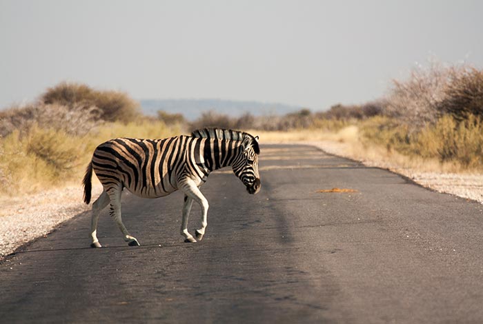 Private geführte Safaris in Namibia im Konvoi-Damaraland