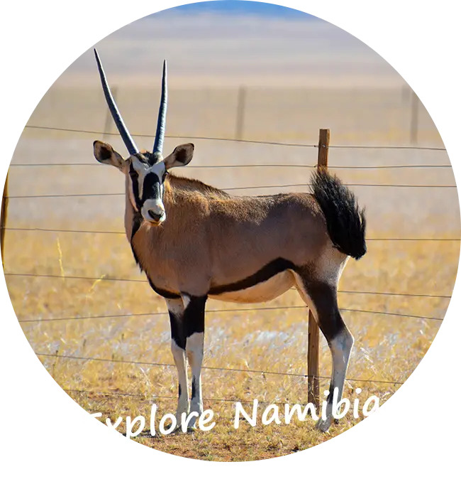 Namibia-organisierte-Selbstfahrerurlaube-Safari-Kontakt-Explore-Namibia