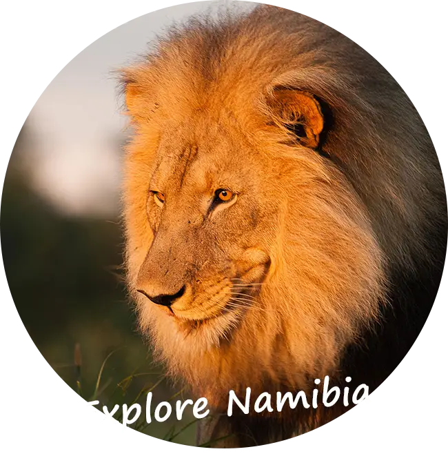 Maßgeschneiderte-Selbstfahrerreisen-Namibia-Zusätzliche Aktivitäten