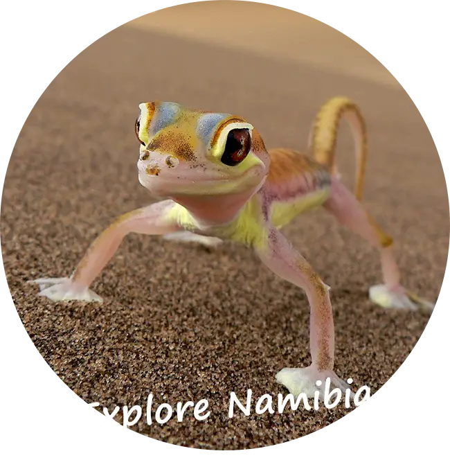 Namibia-Self-Drive-Safari-Opiniones de clientes-Reviews-Explore-Namibia