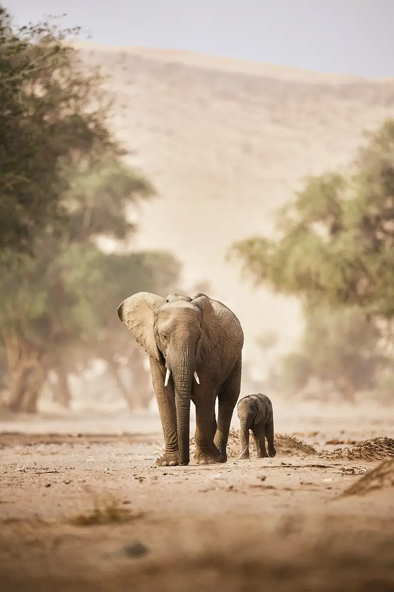 Geführte Fotoreise Wildes Namibia