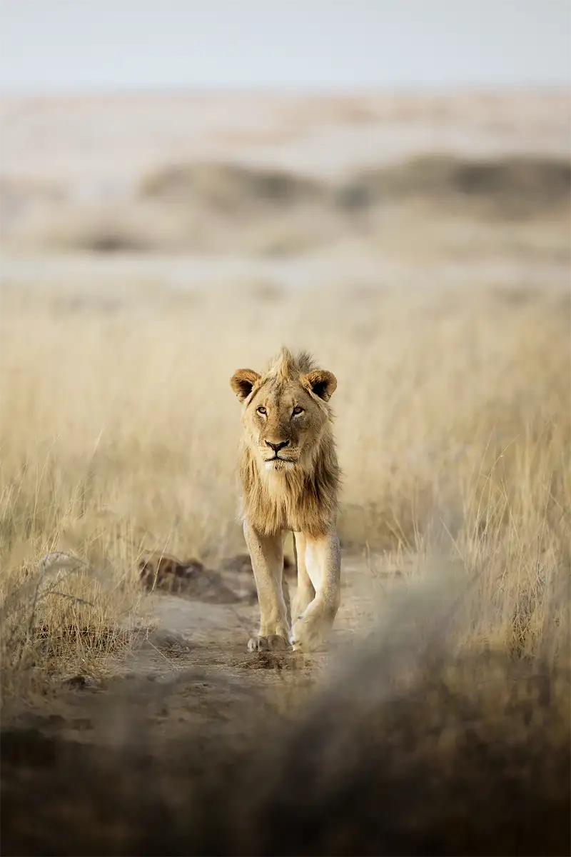 Geführte Fotoreise Wildes Namibia
