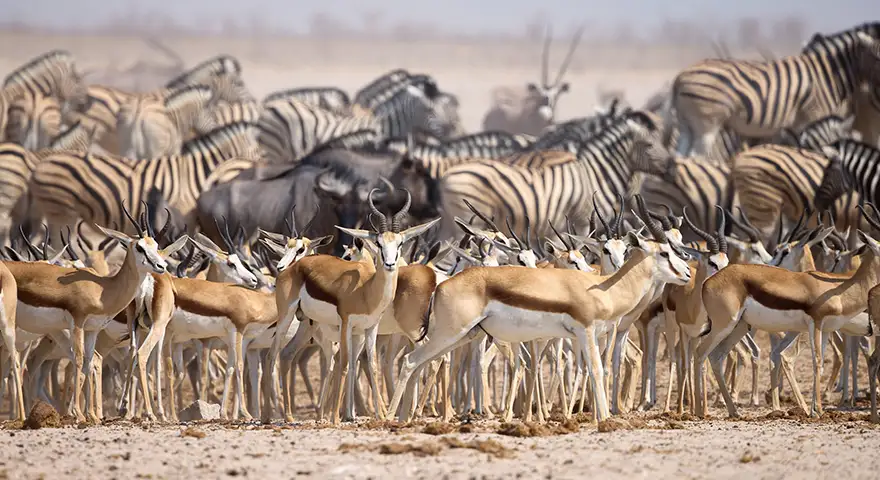 Geführte Fotoreise Wildes Namibia